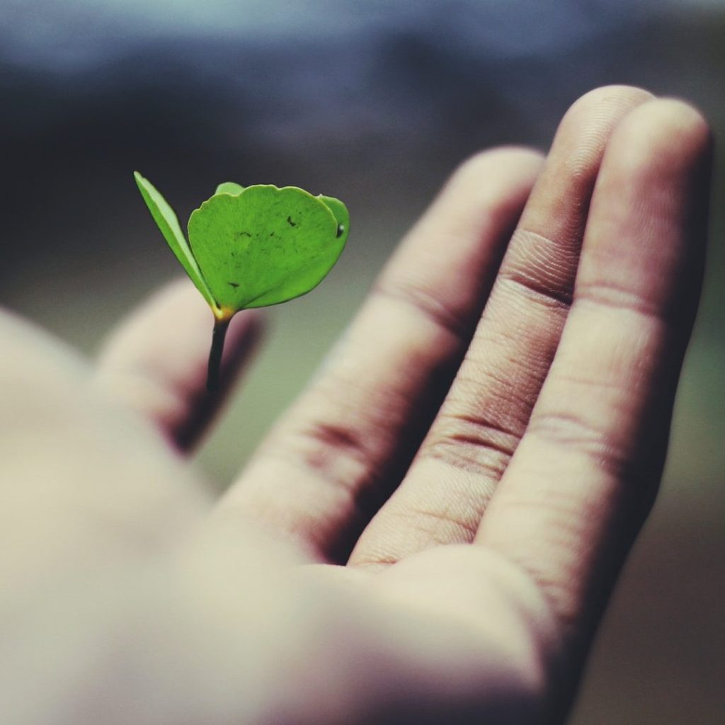 floating green leaf plant on person's hand